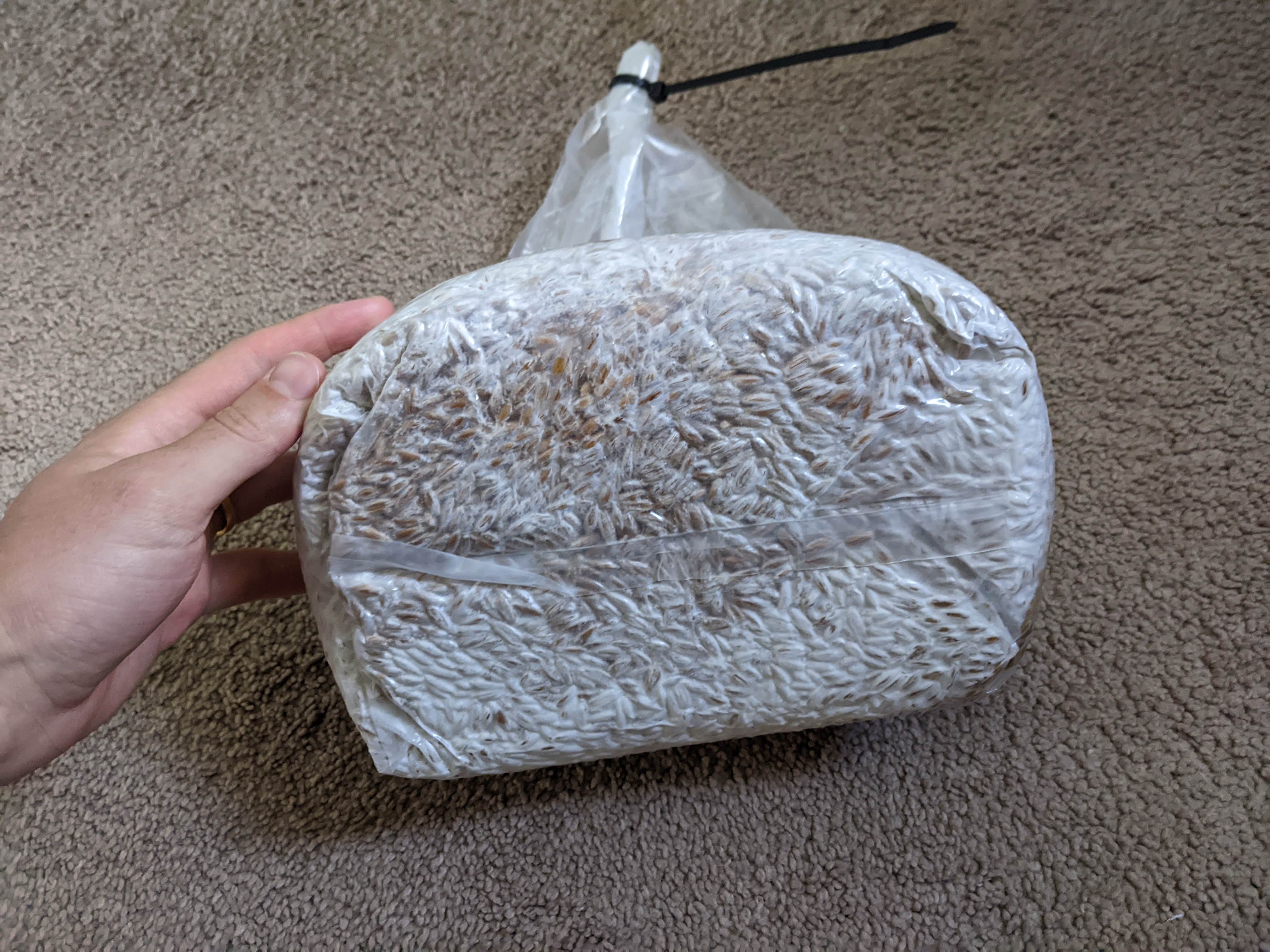 A fully colonized bag is completely white, like a block of tofu