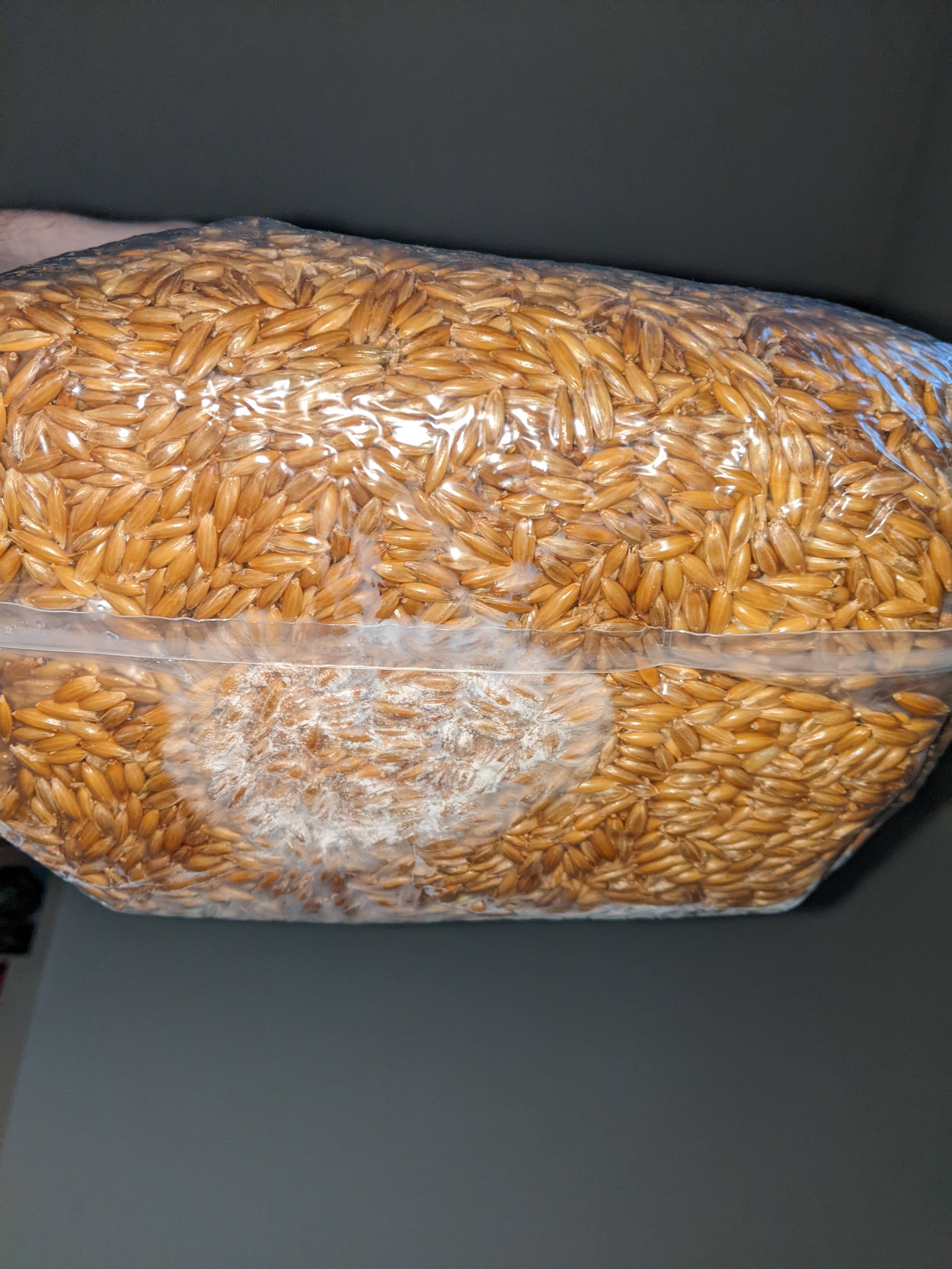 A white splotch appears on the underside of the grain spawn bag