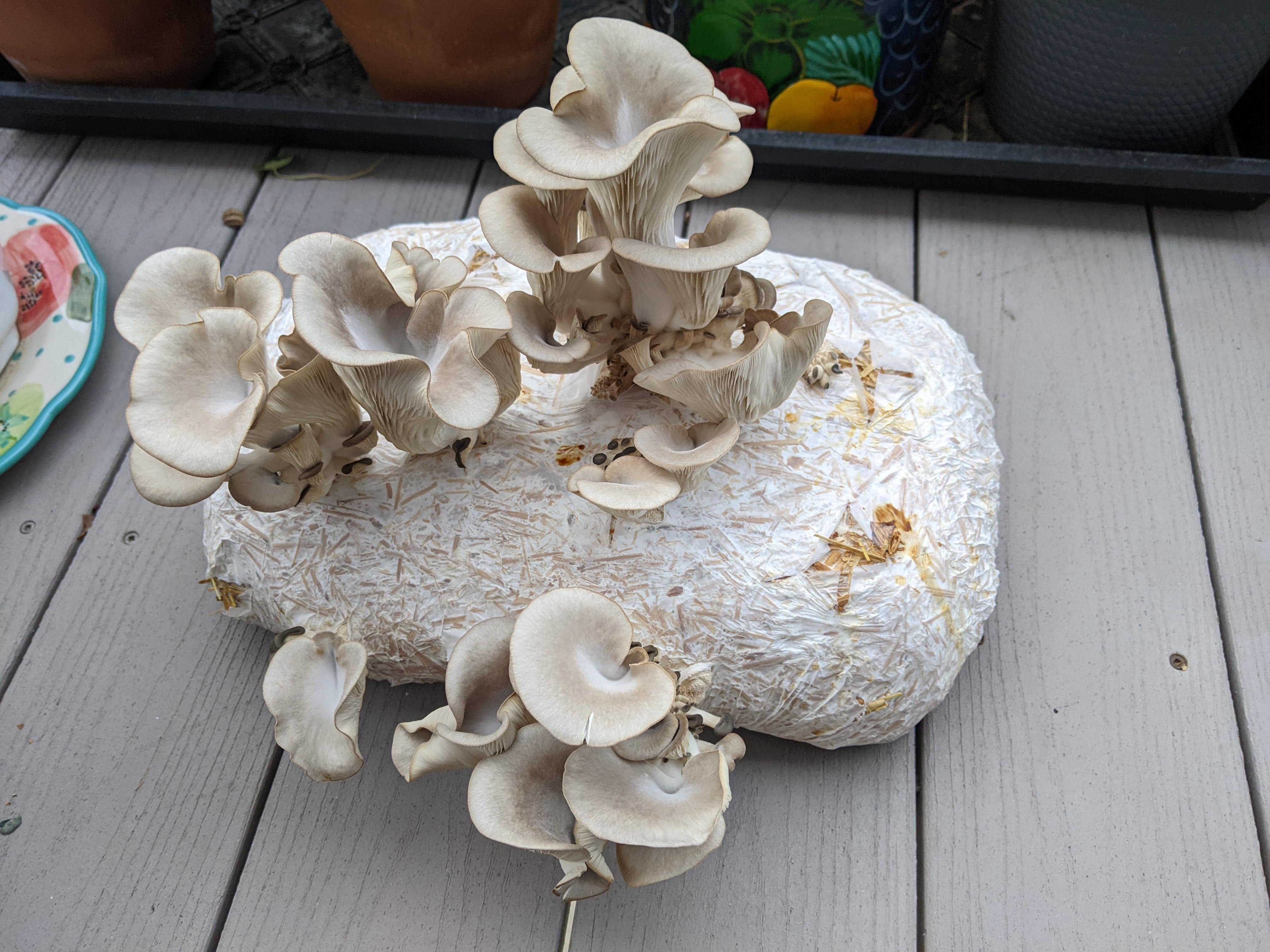 Fully-grown blue oysters