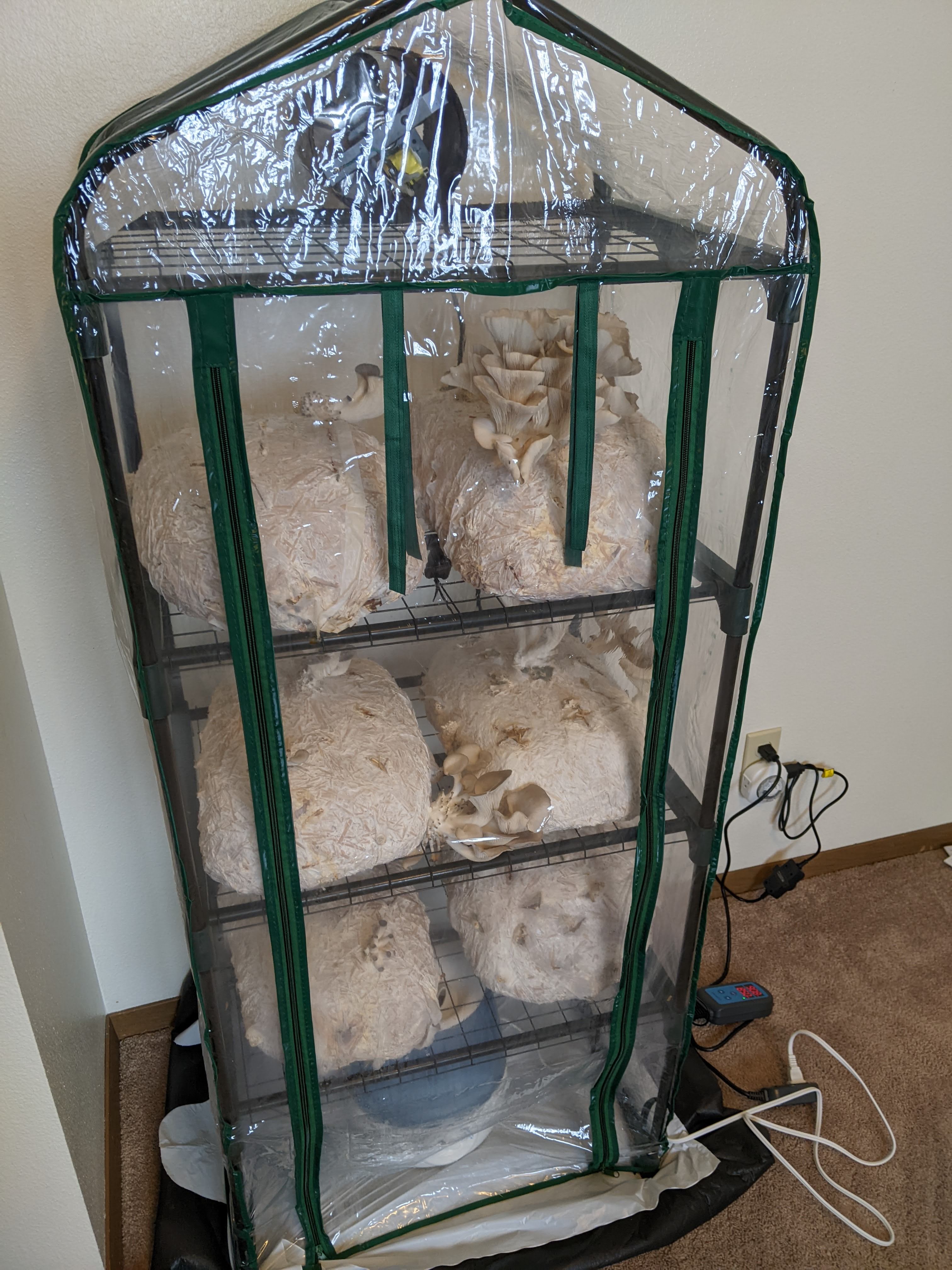 Grow tent has bags of mycelium with sprouting mushrooms. A humidifier and fan balance oxygen and humidity respectively