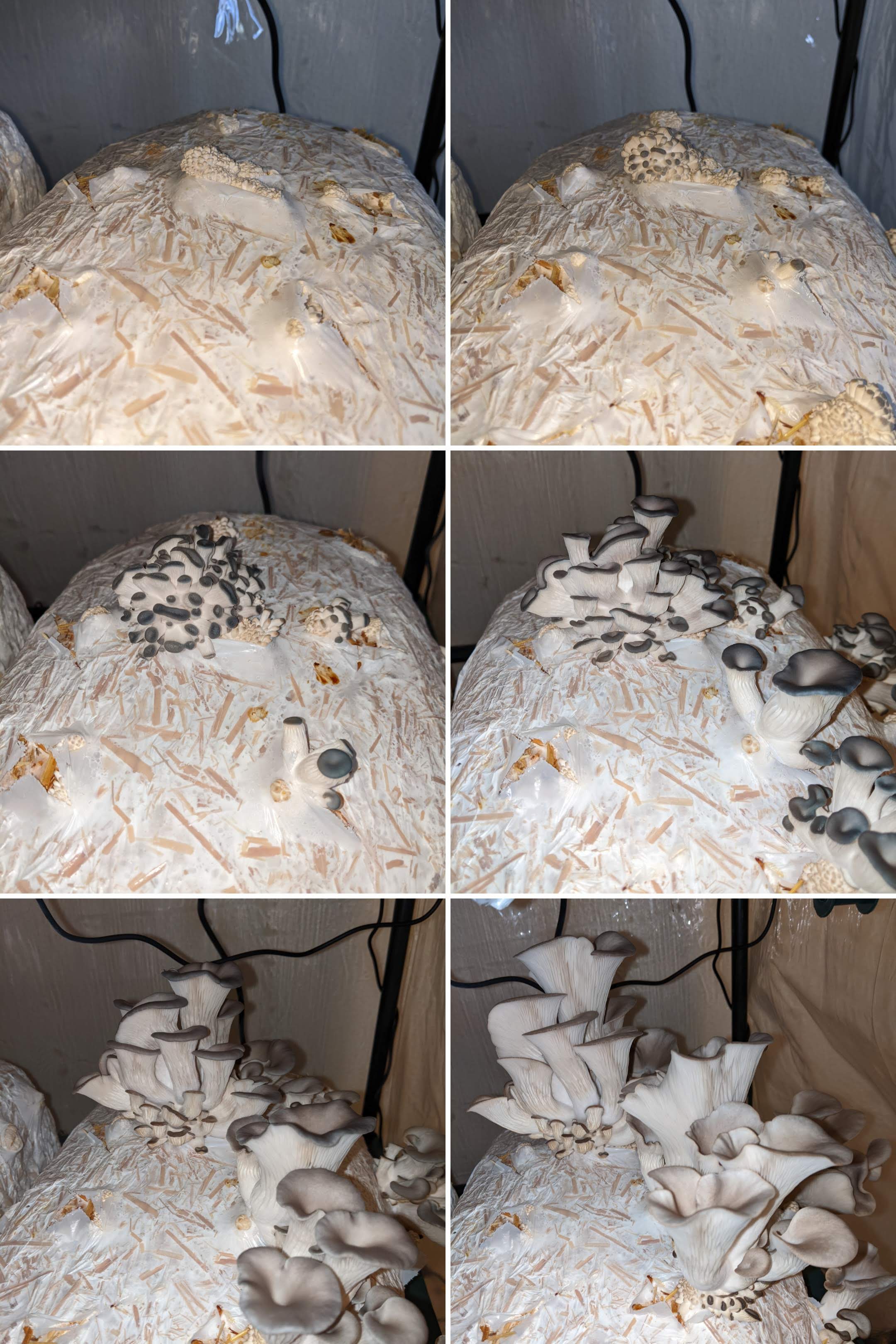 Six pictures show the mushrooms growing substantially each day